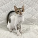 生後2.5カ月の美人三毛子猫 - 里親募集