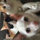 ☆4ヶ月のシャム猫風な女の子☆