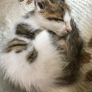 子猫(キジ白 オス)里親募集！