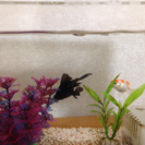 金魚