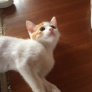 子猫 4月29日生まれ 里親募集