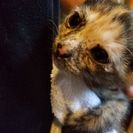 さびねこ　メス　生後２ヶ月半もらってください。