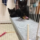 生後2ヶ月とっても可愛い黒猫です！ - 猫