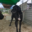 超大型犬グレートデン − 大阪府