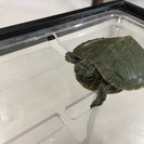 【里親募集】　ミドリガメの子供　もらって下さい　【水槽つき】