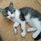 子猫(男の子）生後２か月です