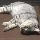 ネコ好きのあなたへ