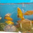 金魚を可愛がってくれませんか？