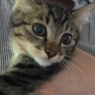 猫の赤ちゃん3ヶ月里親さん大募集