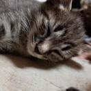 生後約１ヶ月半の子猫3匹。