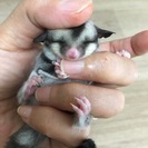フクモモの里親募集です