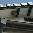 蜂の巣駆除します！