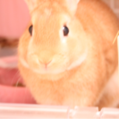 ミニウサ 3歳 ♂