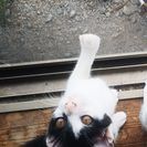 4月21日生まれ  白黒の女の子   矢吹町の画像