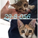 里親決定！有難うございました！保健所収容‼︎もう時間がありません...