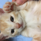オス猫  茶トラちゃん♡