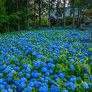 小金井市に越してきました − 東京都