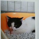 生後３ヶ月の牛模様の仔猫♪