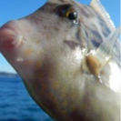 広島県でも釣りがしたぃなぁ！