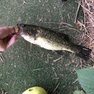 バス釣り仲間募集中