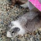 モルモット里親募集です