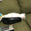里親募集中