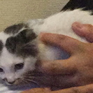 子猫の里親募集＾＾