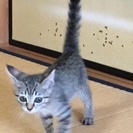 トラ柄の子猫　　里親が決定いたしました。ありがとうございました。