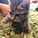 子猫のしろちゃん♀(3ヶ月)