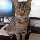 甘えん坊の子猫