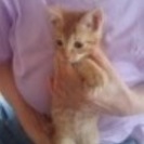 【子猫2匹☆茶トラズ】