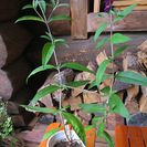 チョウが毎日くるバタフライフラワーの苗木の画像