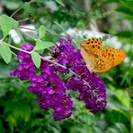 チョウが毎日くるバタフライフラワーの苗木の画像