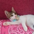 長い尻尾小顔美人の子猫3ヶ月★里親様急募！