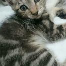 生後2ヶ月！4匹の子猫達の里親さん募集中です！