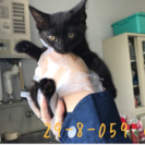 💖里親決定💖生後2〜3ヶ月の兄弟子猫