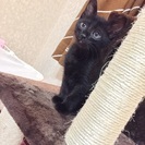 黒猫 2ヶ月 ♂