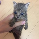 可愛い生後3週間の子猫