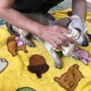 ご家族のワンちゃんお預かりいたします🐶