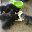 見学可能♪生後１ヶ月の子猫達♪
