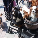 ☆出店者募集☆ペットのチャリティイベントAnimalparty