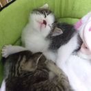 6月4日に産まれたオスのキジシロです − 栃木県