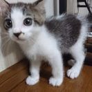 6月4日に産まれたオスのキジシロです