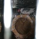 ごま塩パイド 文鳥