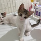 可愛い子猫の里親さん募集中の画像