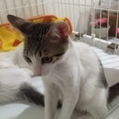 可愛い子猫の里親さん募集中 - 川西市