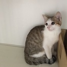 ☆ずっとのお家が見つかりました、ありがとうございます☆清楚なフォ...