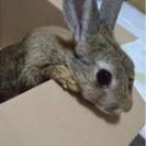うさぎの里親募集！