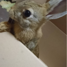 うさぎの里親募集！ - その他