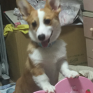 ３日以内に里親募集しています。